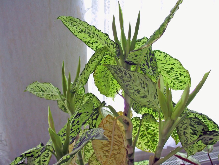 Аглаонема изменчивая