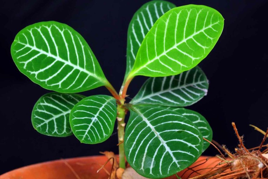 Монстера лиановидная