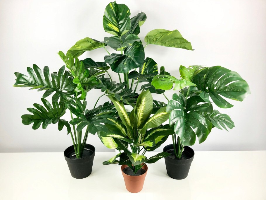 Диффенбахия Тропик Тики