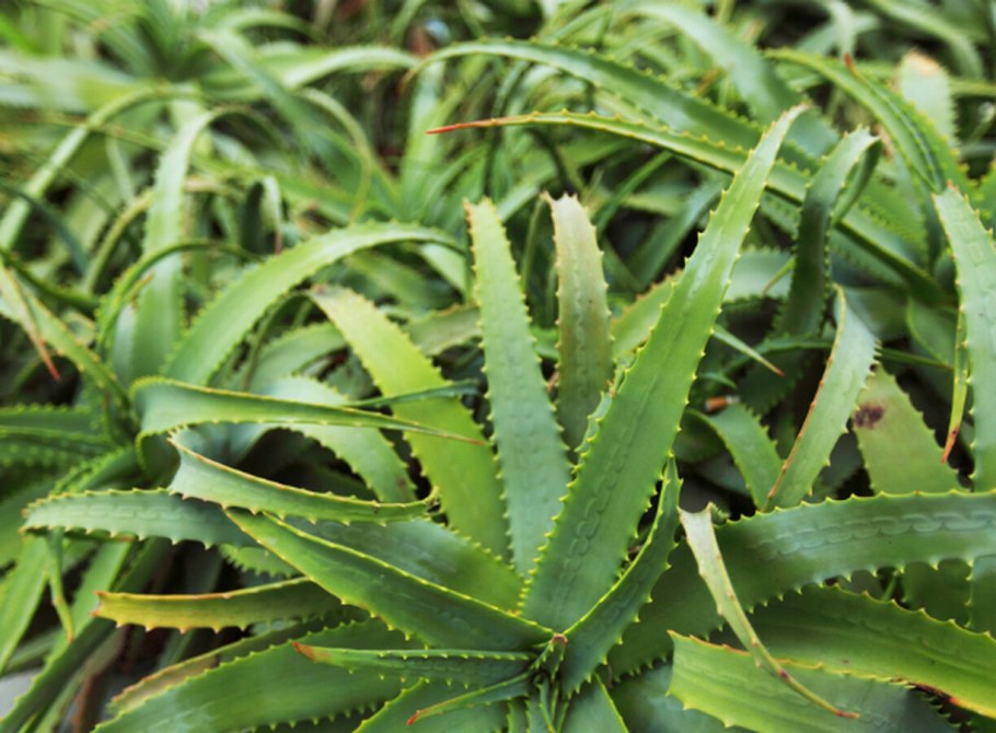 Молочай беложильчатый