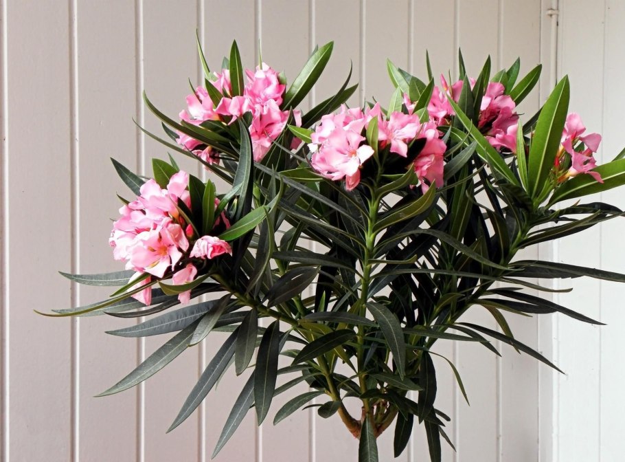 Диффенбахия, монстера и Антуриум.