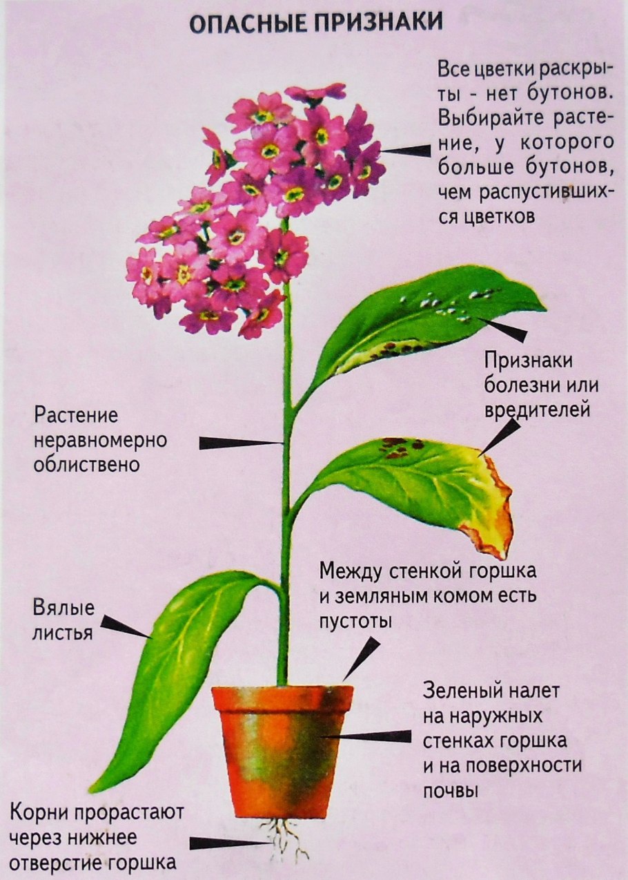 Молочай беложильчатый (Euphorbia leuconeura)