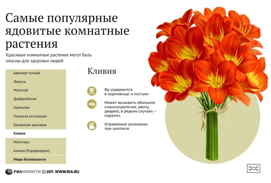 Домашние цветы опасные для здоровья