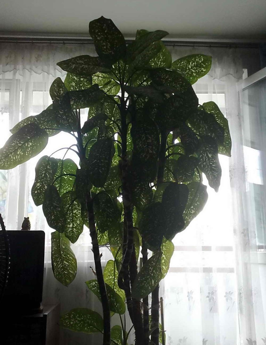 Цветок Диффенбахия комнатный