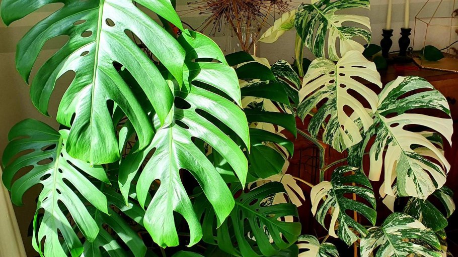 Проект на тему ядовитые растения