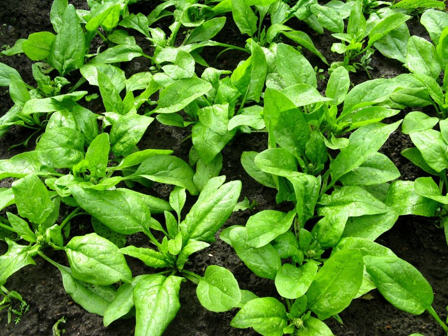 Шпинат исполинский