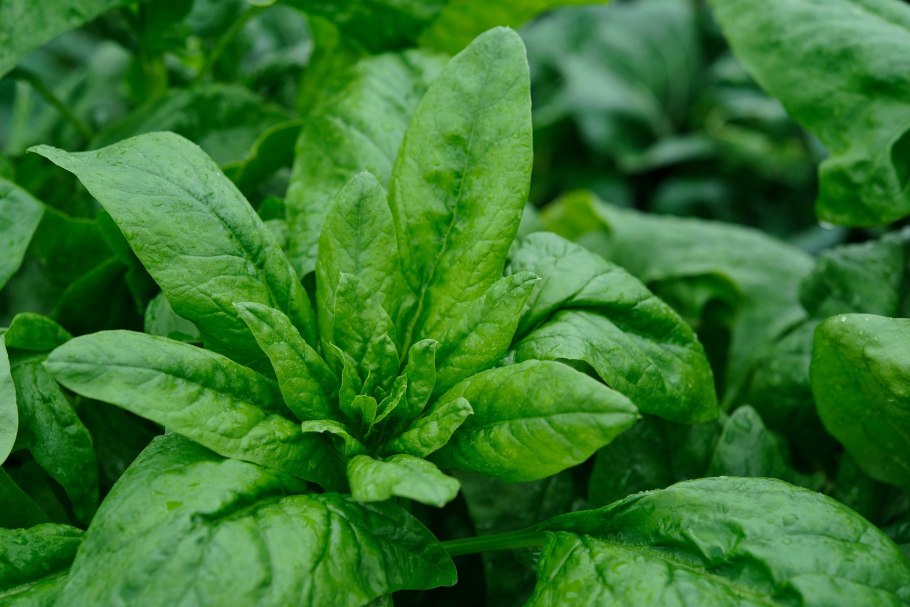 Шпинат Тетрагония