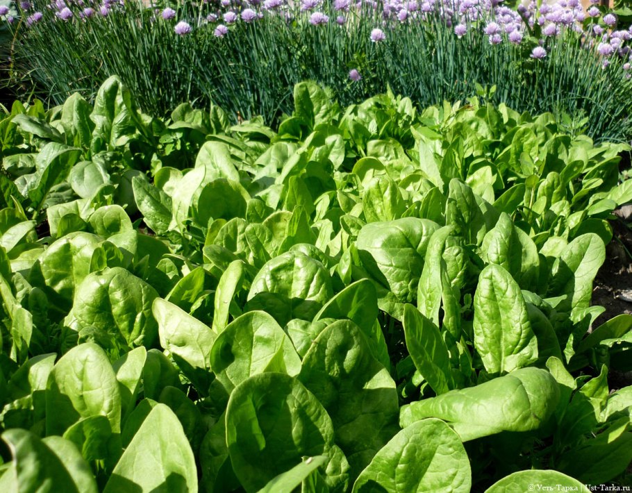 Растение шпинат огородный
