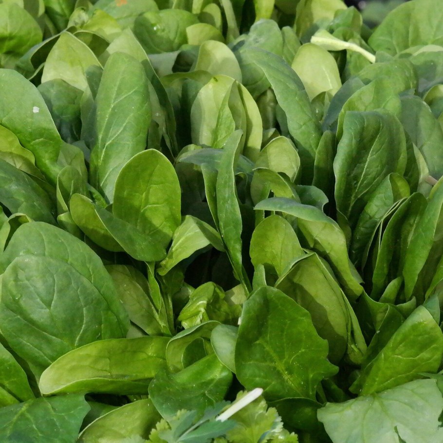 Шпинат огородный