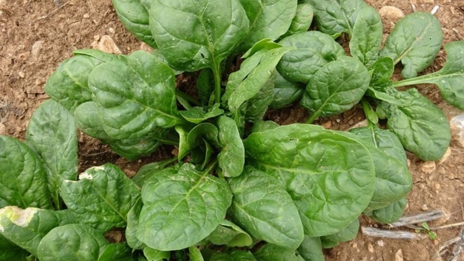 Шпинат широколистный
