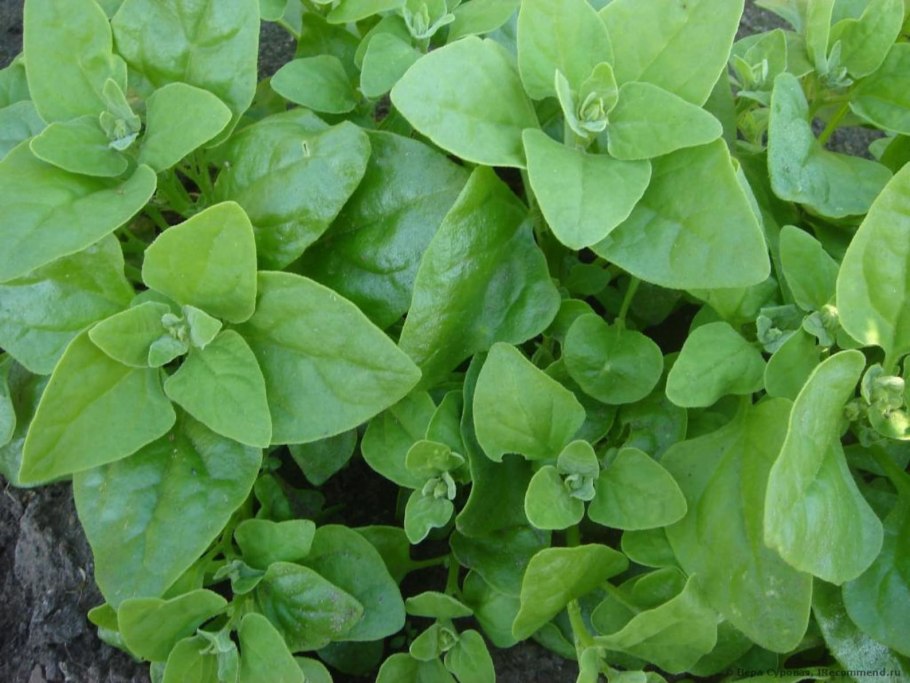 Трава шпинат