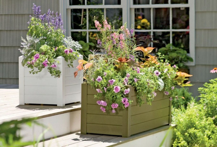 Контейнерное Озеленение патио