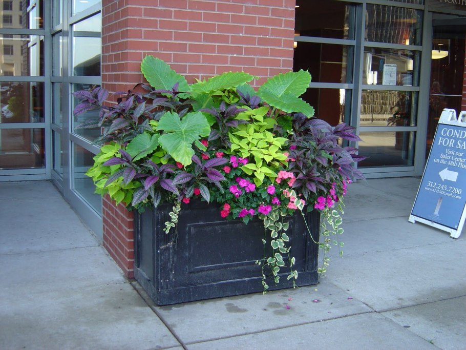 Контейнерное Озеленение пахизандра балконов