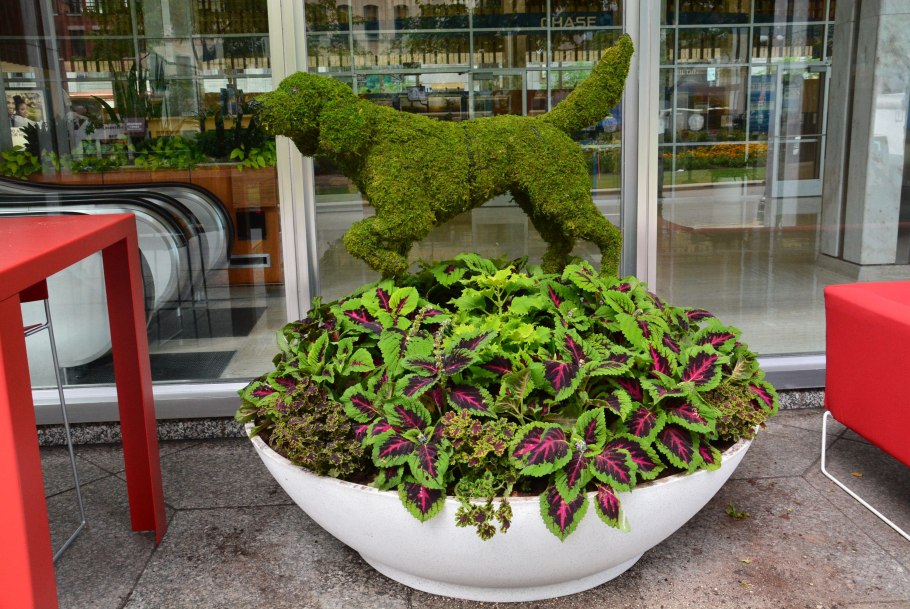 Колеус в ландшафте