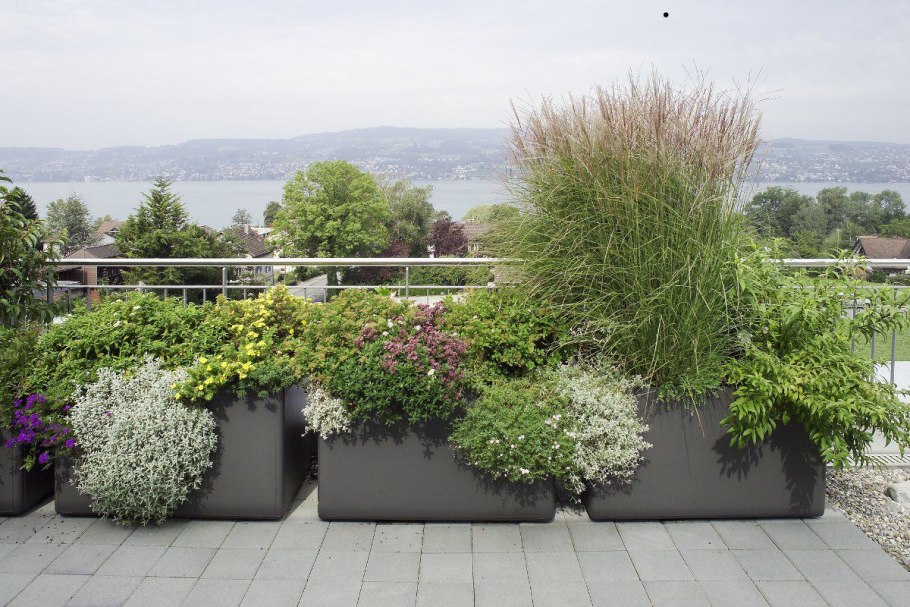 Розмарин Живая изгородь