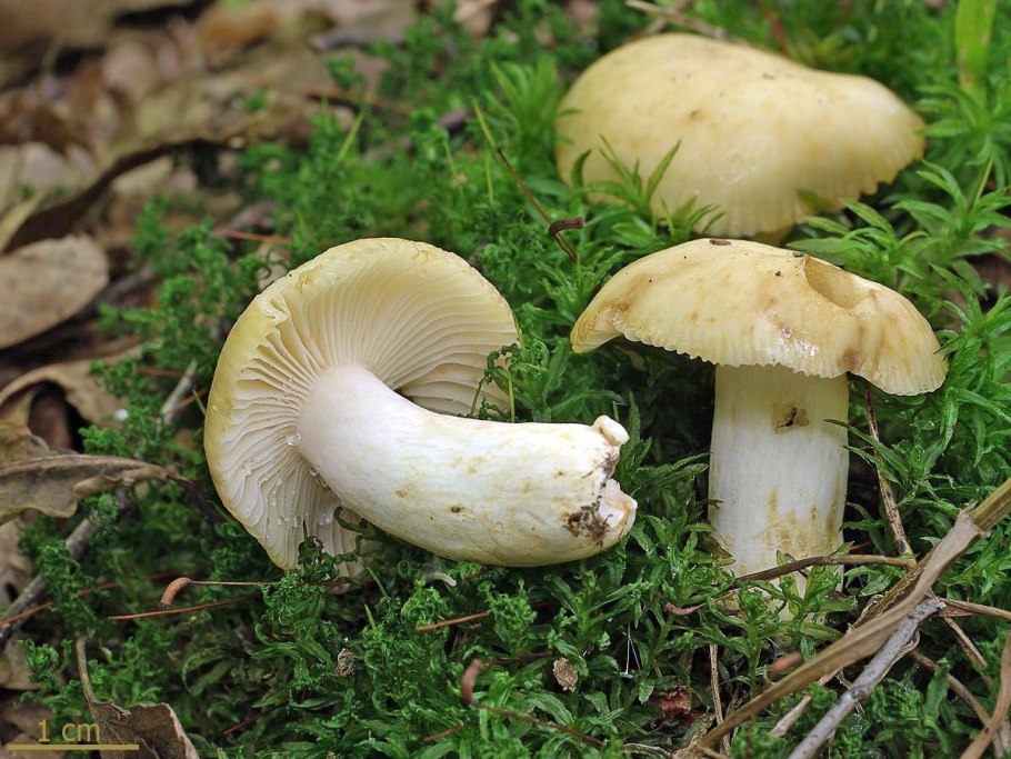 Сыроежка валуевидная Russula farinipes