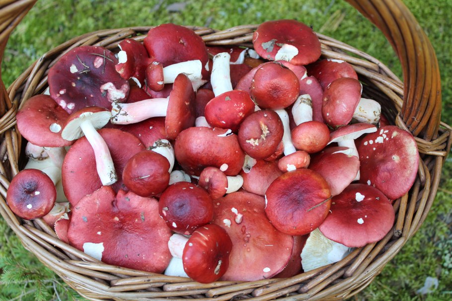 Сыроежка Боровая