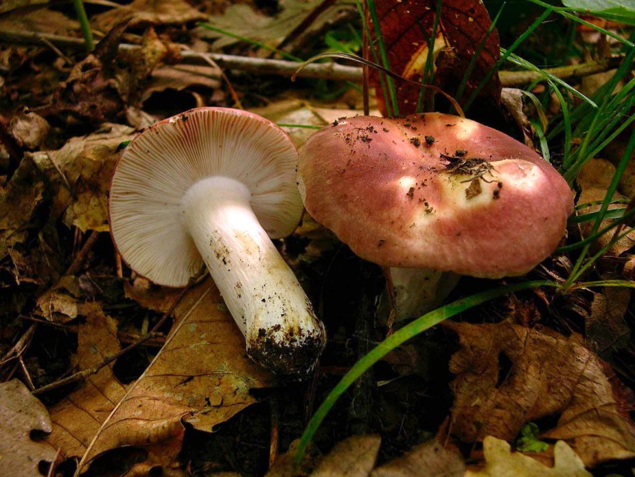 Сыроежка гладкокожая