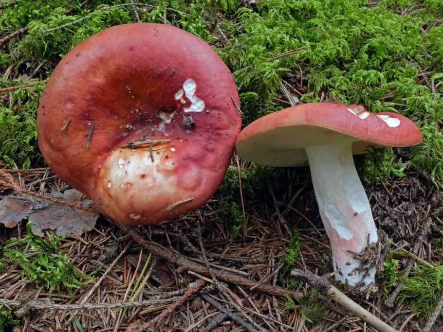 Гриб Russula cyanoxantha