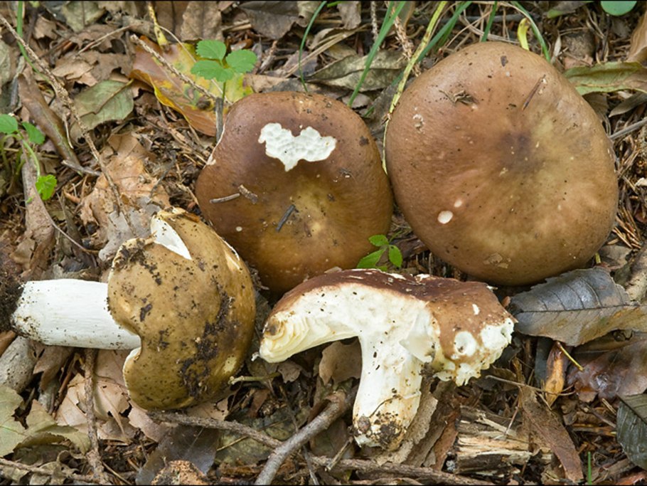 Сыроежка охристая съедобная