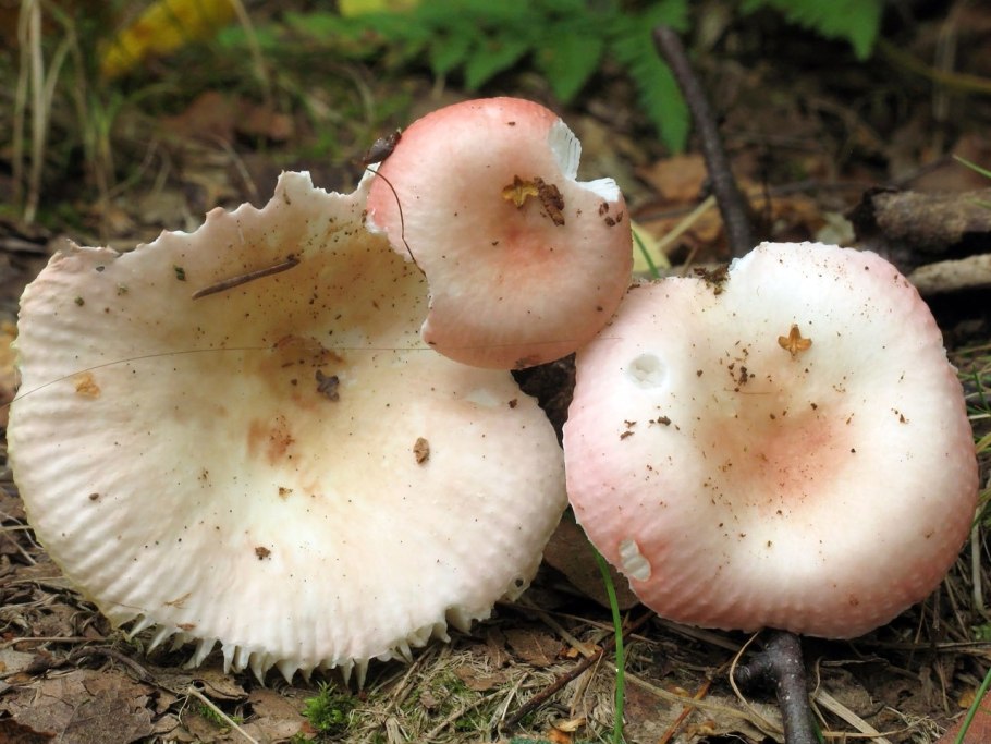 Сыроежка зелёная (Russula aeruginea).
