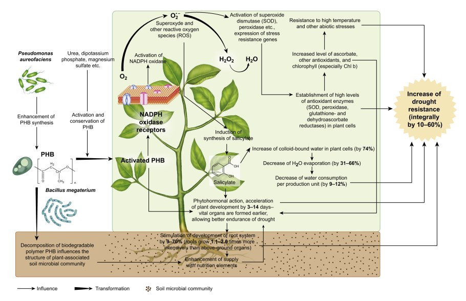 Срок цветения лилии