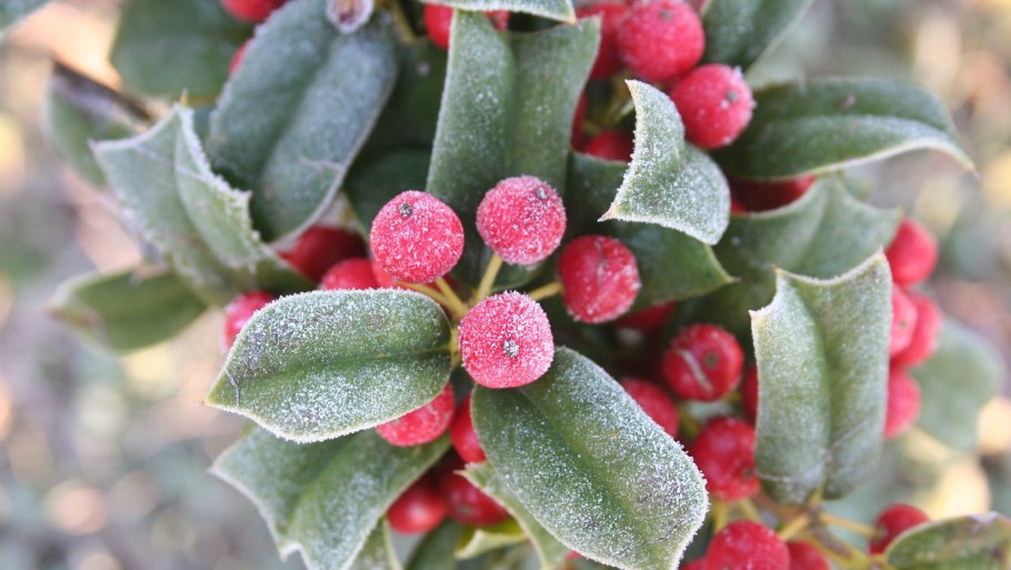 Комнатные растения нецветущие зеленые