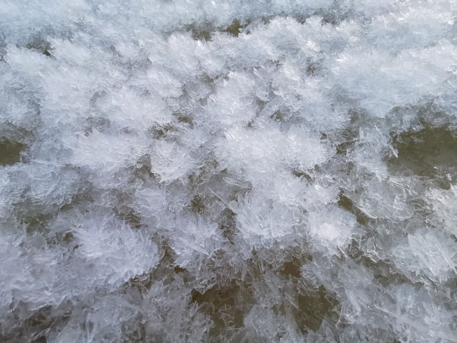 Камелия опадание