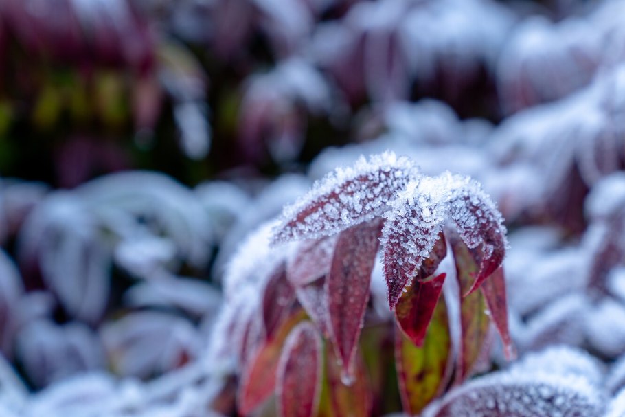 Цветы зимой