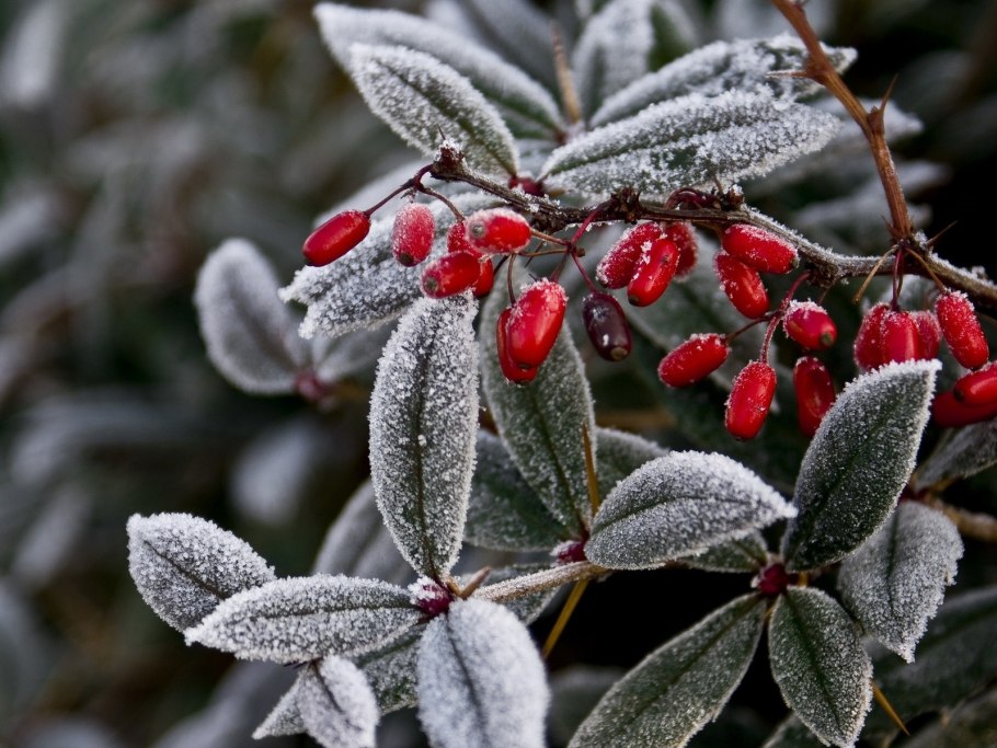 Бархатцы Снежная вьюга