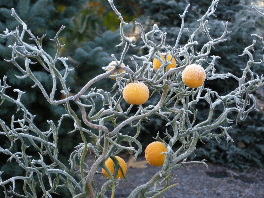 Фикус каучуконосный паспорт растения