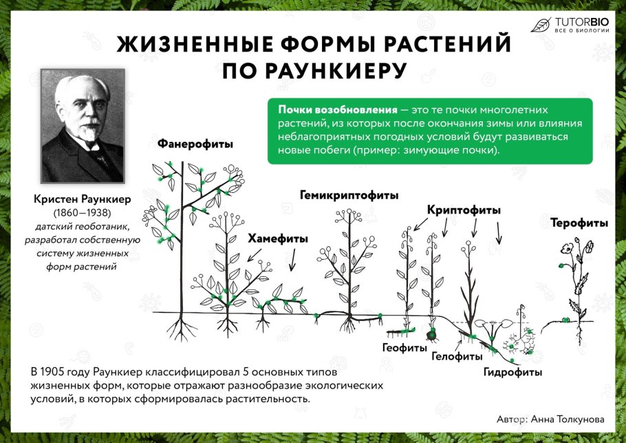 Нехватка питания аквариумных растений