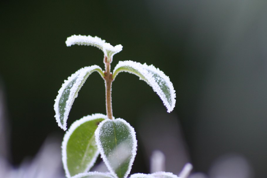Образование росы и инея