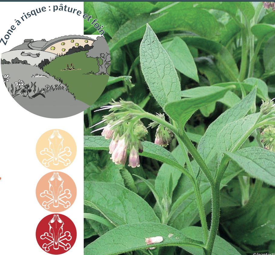 Замерзшие растения