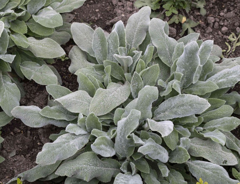 Алиссум заморозки