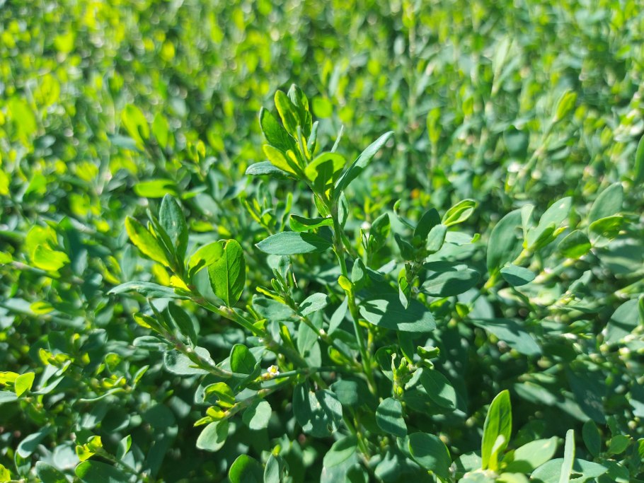 Горец птичий (Polygonum aviculare)