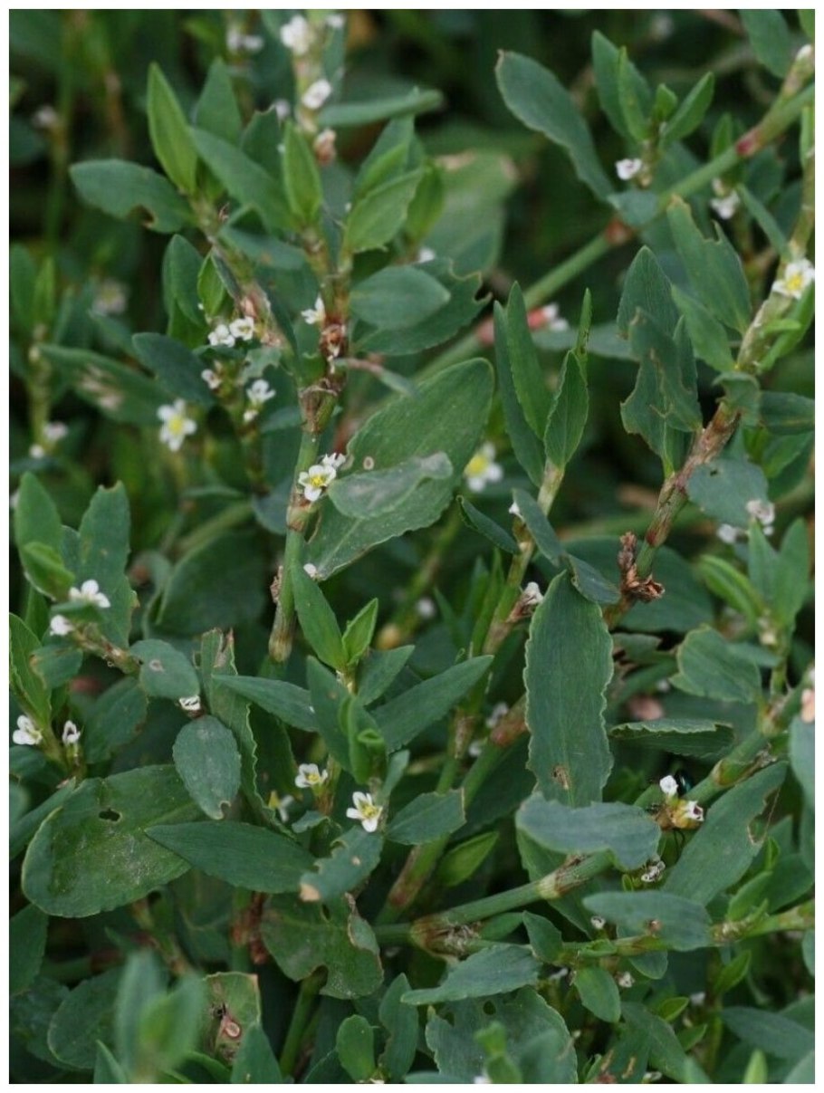 Горец птичий семена