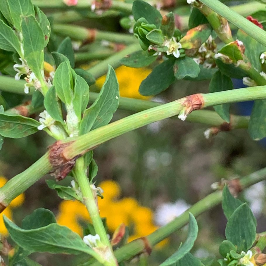 Сорняк ползучий Горец птичий