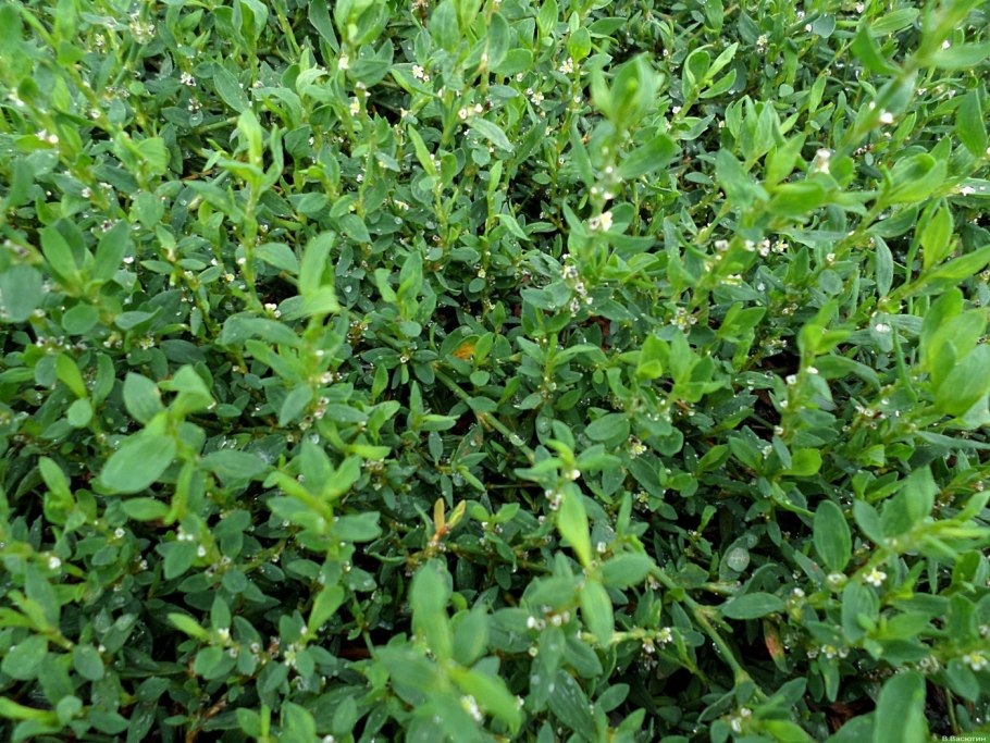 Горец птичий спорыш