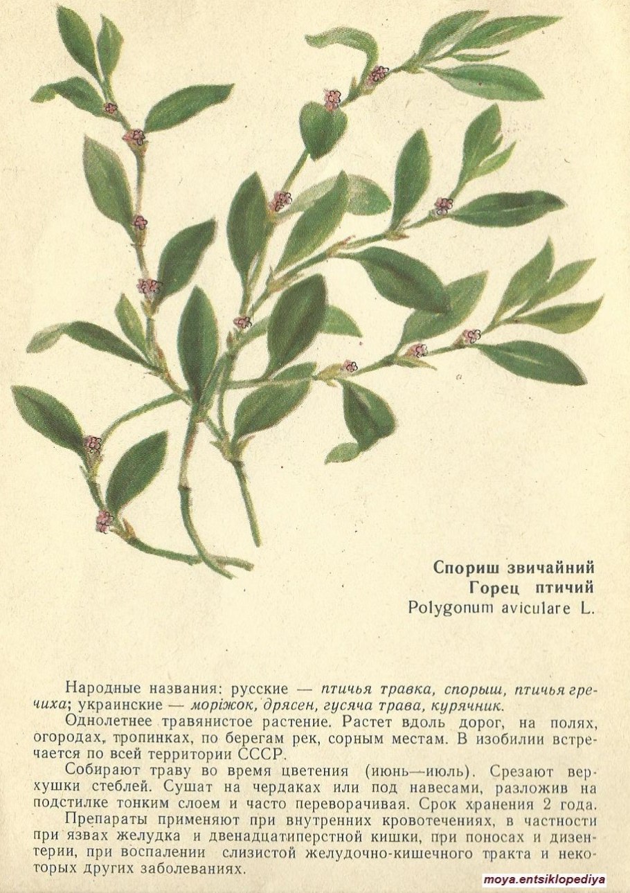 Горец птичий