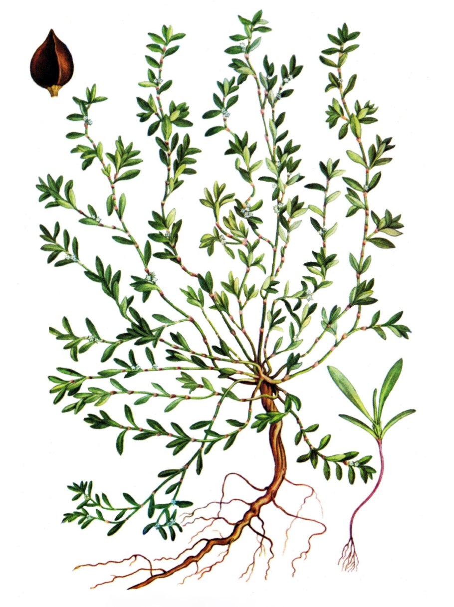 Polygonum aviculare l. – Горец птичий