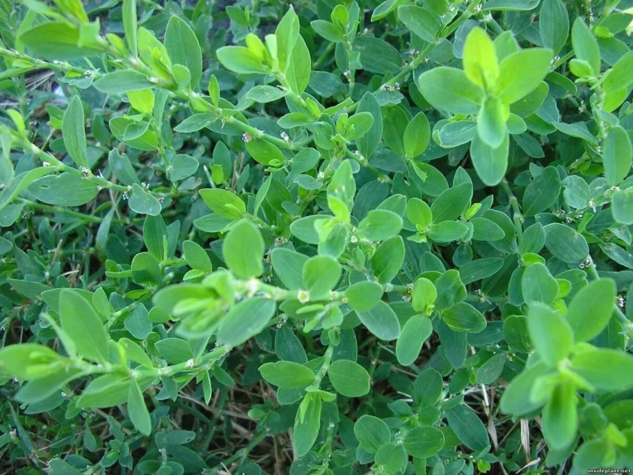 Спорыш (Горец) птичий — Polygonum aviculare l.
