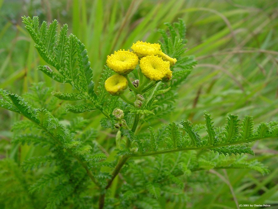 Пижма обыкновенная (Tanacetum vulgare)