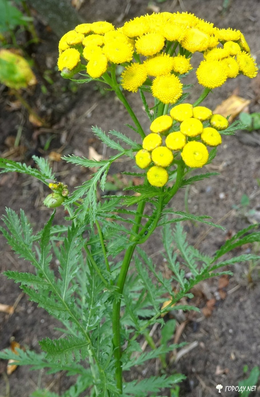 Пижма крупнолистная