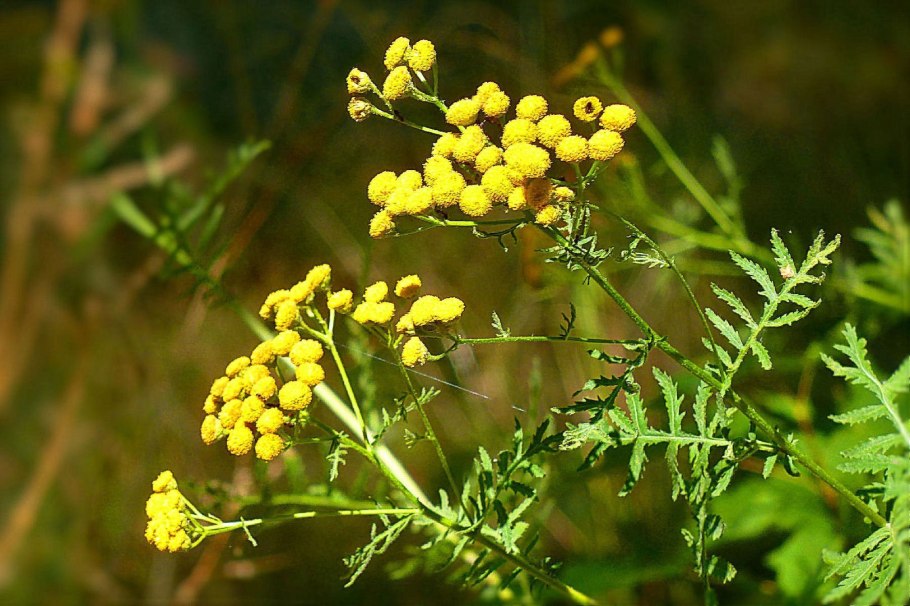 Пижма обыкновенная (Tanacetum vulgare l.)
