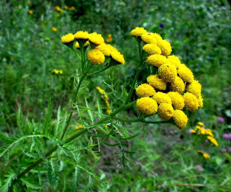 Пижма обыкновенная (Tanacetum vulgare)