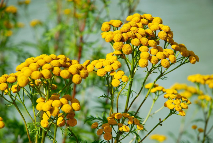 Пижма и бессмертник