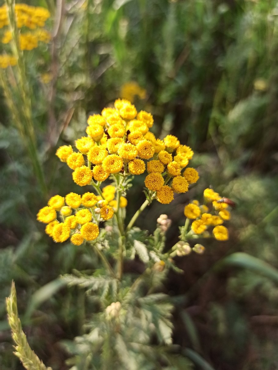Пижма тысячелистниковая