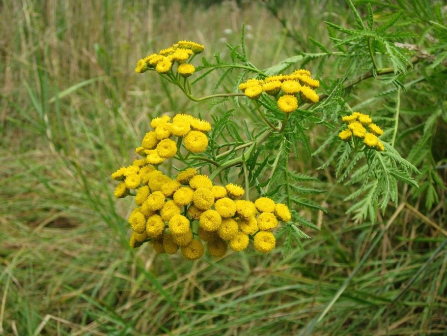 Пижма обыкновенная (Tanacetum vulgare)