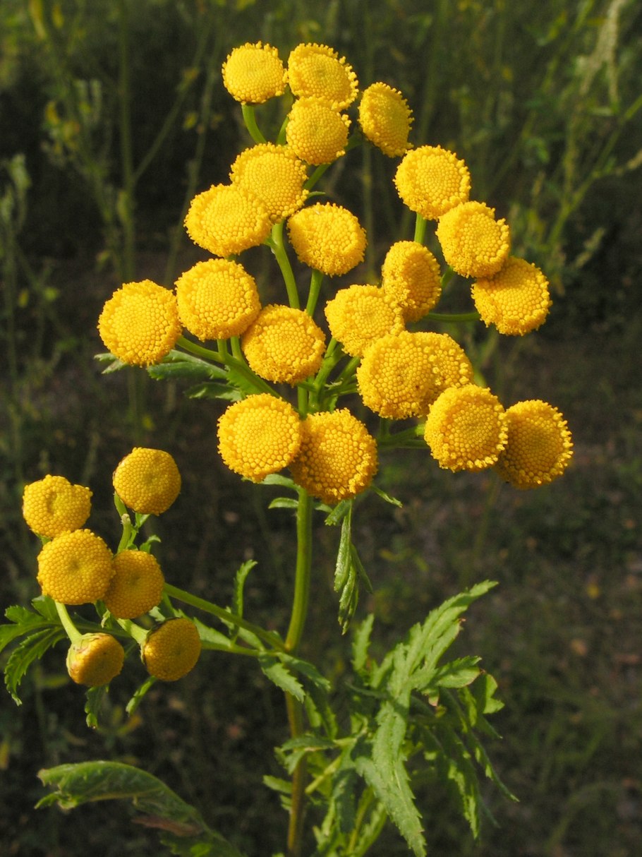 Пижма обыкновенная лекарственное сырье